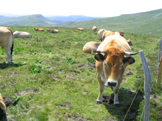 Cantal128