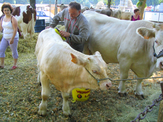 Cantal145