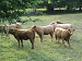 Cliquez ici pour voir l'image (Cantal006.JPG)
