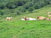 Cliquez ici pour voir l'image (Cantal009.JPG)