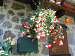 Cliquez ici pour voir l'image (Cantal016.JPG)