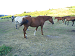 Cliquez ici pour voir l'image (Cantal118.JPG)