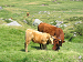 Cliquez ici pour voir l'image (Cantal129.JPG)