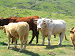 Cliquez ici pour voir l'image (Cantal130.JPG)