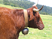 cantal