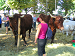 Cliquez ici pour voir l'image (Cantal144.JPG)