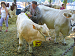 Cliquez ici pour voir l'image (Cantal145.JPG)