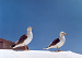Cliquez ici pour voir l'image (049-mouettes.jpg)
