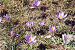 Cliquez ici pour voir l'image (070-crocus au coscionne.jpg)
