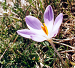 Cliquez ici pour voir l'image (085-crocus.jpg)