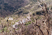 Cliquez ici pour voir l'image (096-village de castaniggia.jpg)