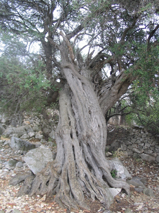 K-Pag-Village03