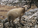 Cliquez ici pour voir l'image (K-Pag-Village07.JPG)